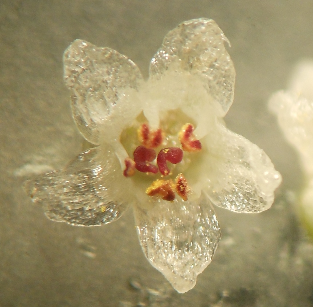 Cuscuta planiflora / Cuscuta a fiore bianco